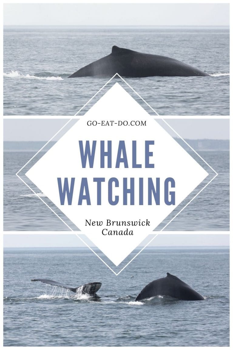 Whale watching in the Bay of Fundy, Canada | Go Eat Do