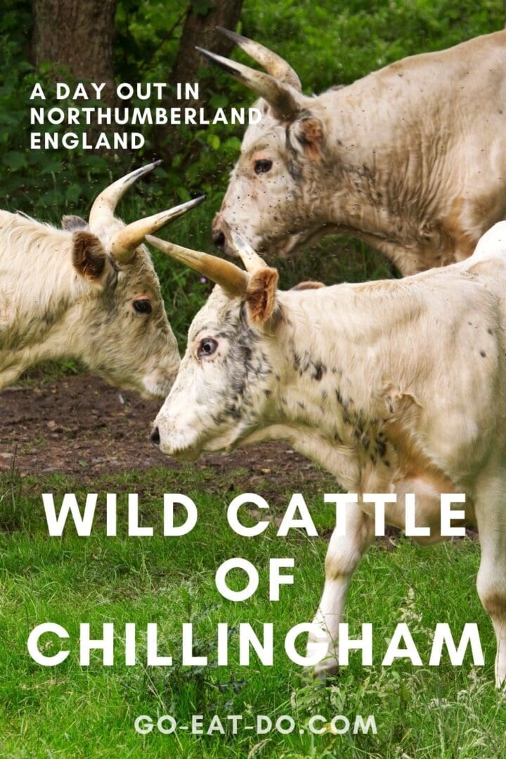 Pinterest pin for Go Eat Do's blog post about a day out in Northumberland viewing the wild cattle of Chillingham and visiting Chillingham Castle
