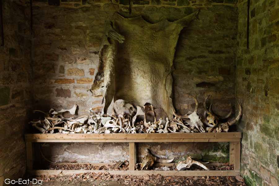 Bones and the hide of wild cattle at Chillingham Castle's hemmel