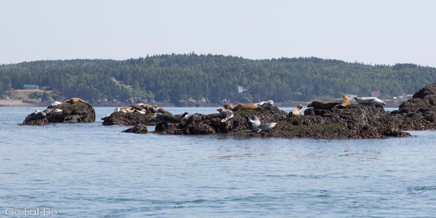 Harbour seals in the Bay of Fundy, Canada. The seals site on rocks.