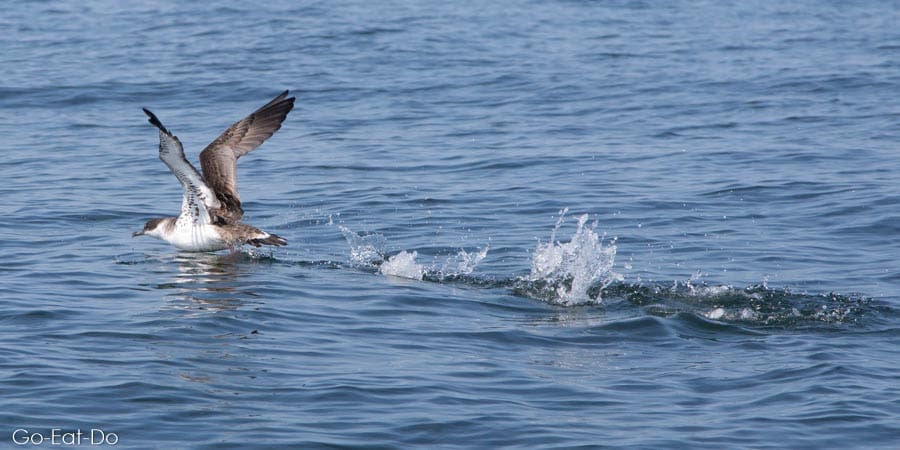 Action shot of a shearwater taking off in the Bay of Fundy. 