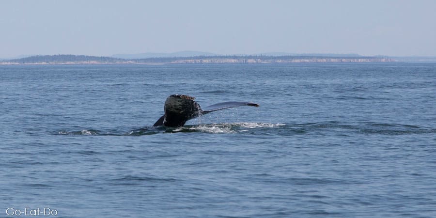 Tail of a humpback whale diving in the Bay of Fundy off New Brunswick, Canada
