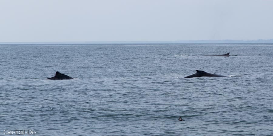 Humpback whales swimming in the Bay of Fundy off New Brunswick, Canada