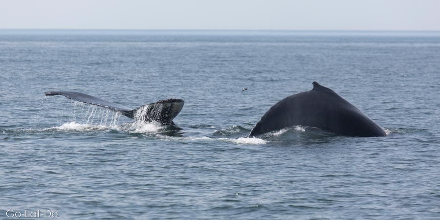 Two humpback whales in the Bay of Fundy.