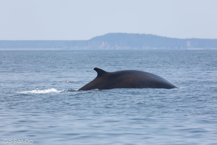 Arching back and fin of a humpback whale in the Bay of FundyBay of Fundy off New Brunswick, Canada