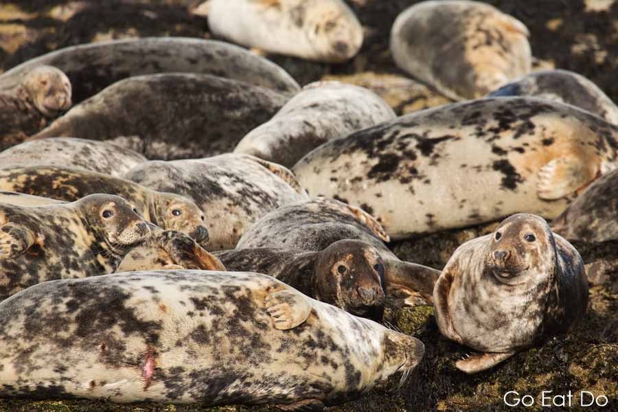 Basking grey seals in the colony on the Farne Islands, Northumberland