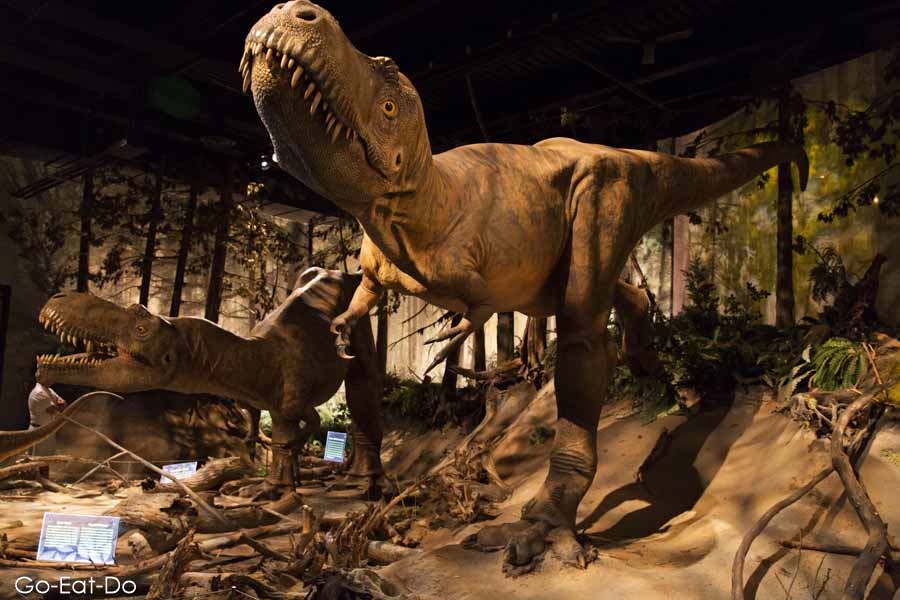 Dinosaurs on exhibition at the Royal Tyrrell Museum in Drumheller, Canada