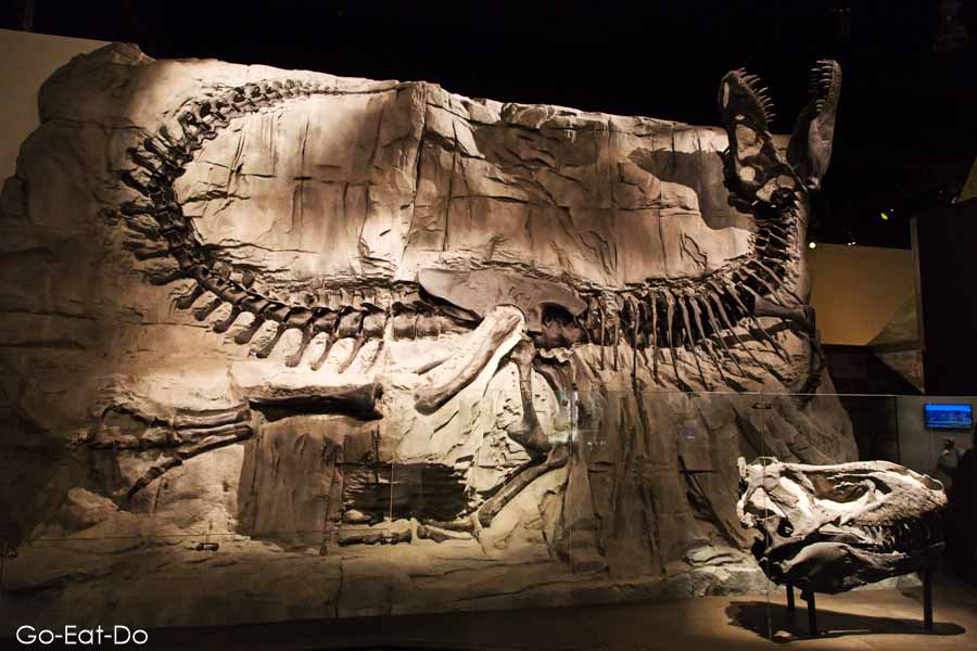 Fossilised tyrannosaurus dinosaur skeleton exhibited at the Royal Tyrrell Museum in Drumheller, Canada