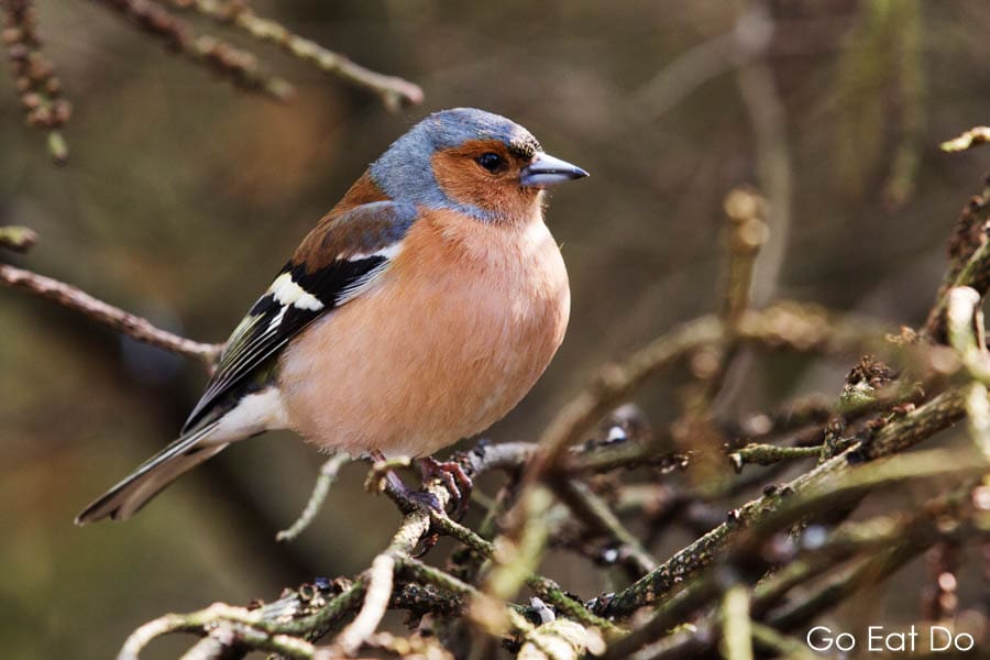 A male chaffinch at Kielder Forest Park, one of the key places to visit in Northumberland for people who appreciate nature and the outdoors.