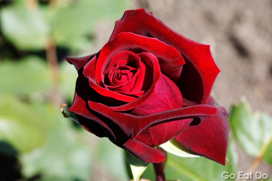 Petals of a red rose kissed by autumnal sunshine in Dublin, Ireland