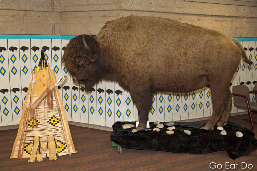 Stuffed bison displayed at Head-Smashed-In Buffalo Jump Interpretive Centre in Alberta, Canada
