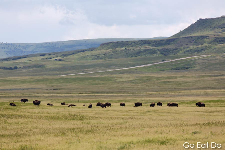 Grazing bison below Head-Smashed-In Buffalo Jump UNESCO World Heritage Site in Alberta, Canada
