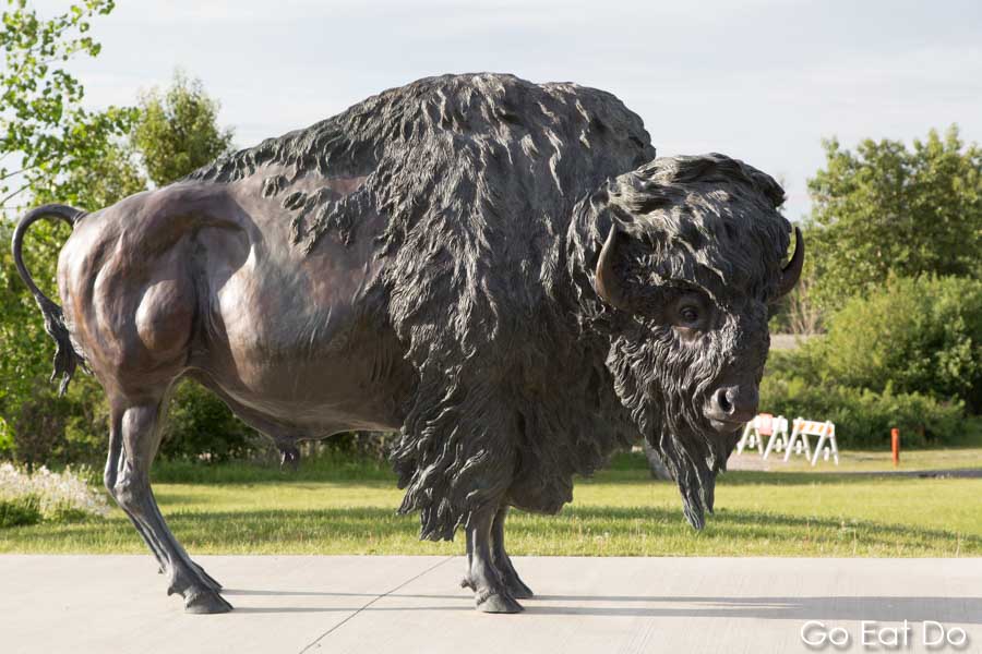 A statue of a North America's biggest land mammal, a bison in Calgary, Canada.