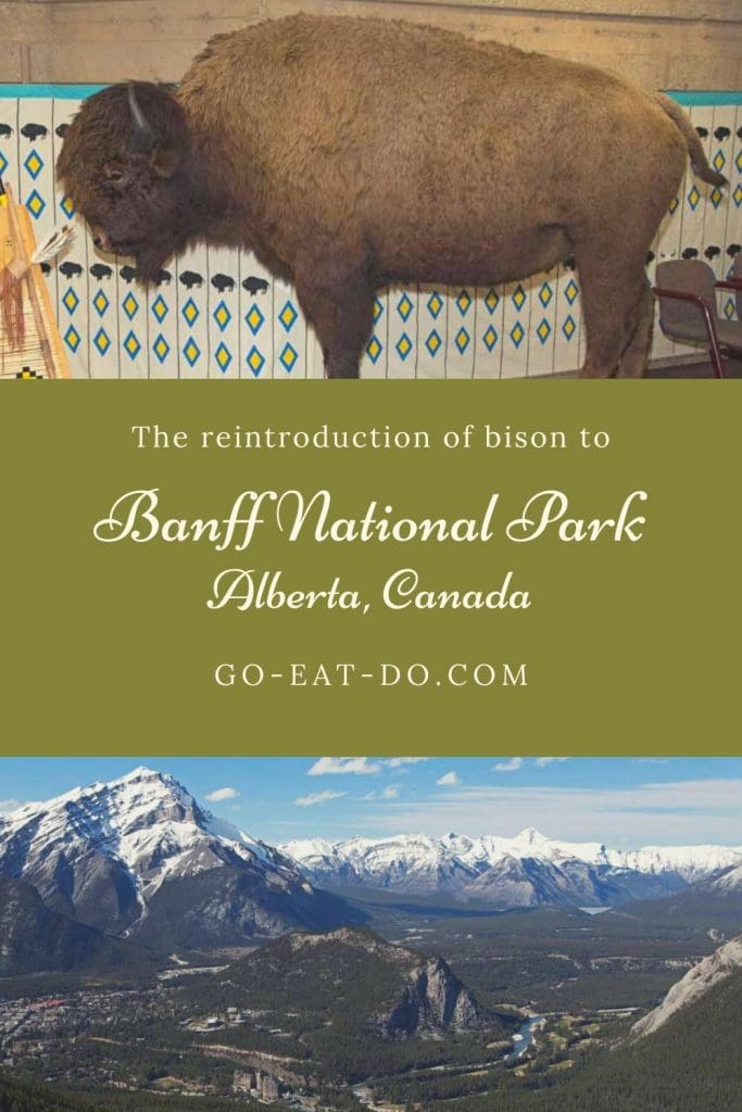 Pinterest pin for Go Eat Do's blog post about the reintroduction of bison to Banff National Park in Alberta, Canada