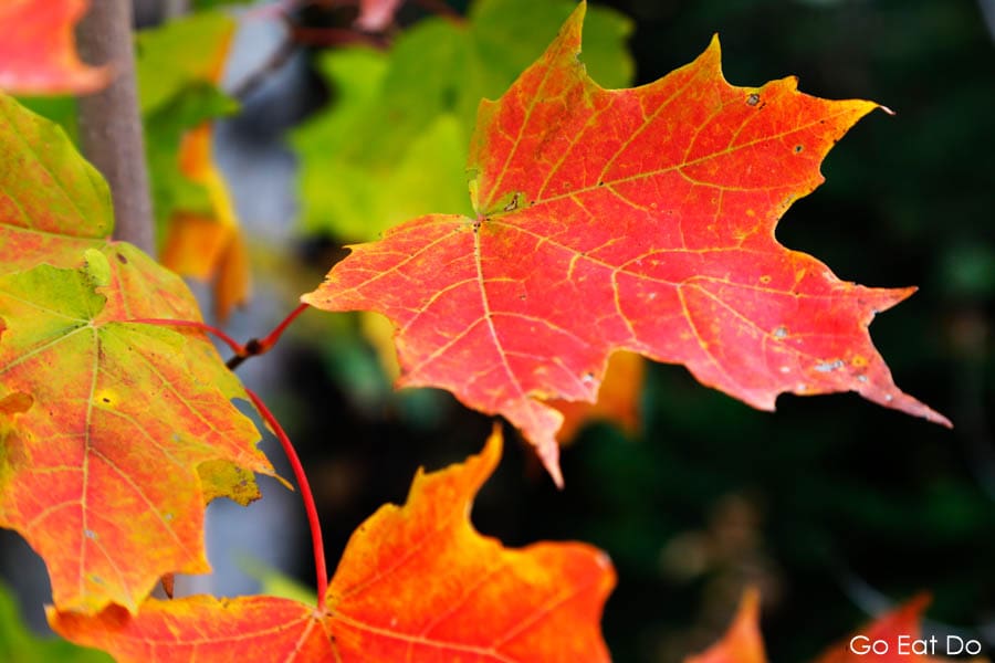 A walk in nature means an opportunity to see leaves turning red in autumn.