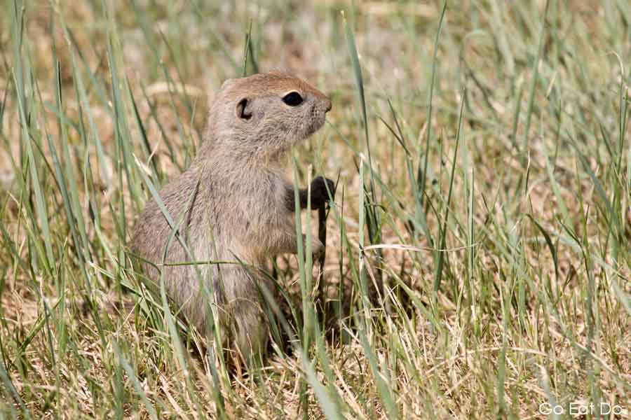 Gopher, also known as Richardson's ground squirrel, in Alberta, Canada