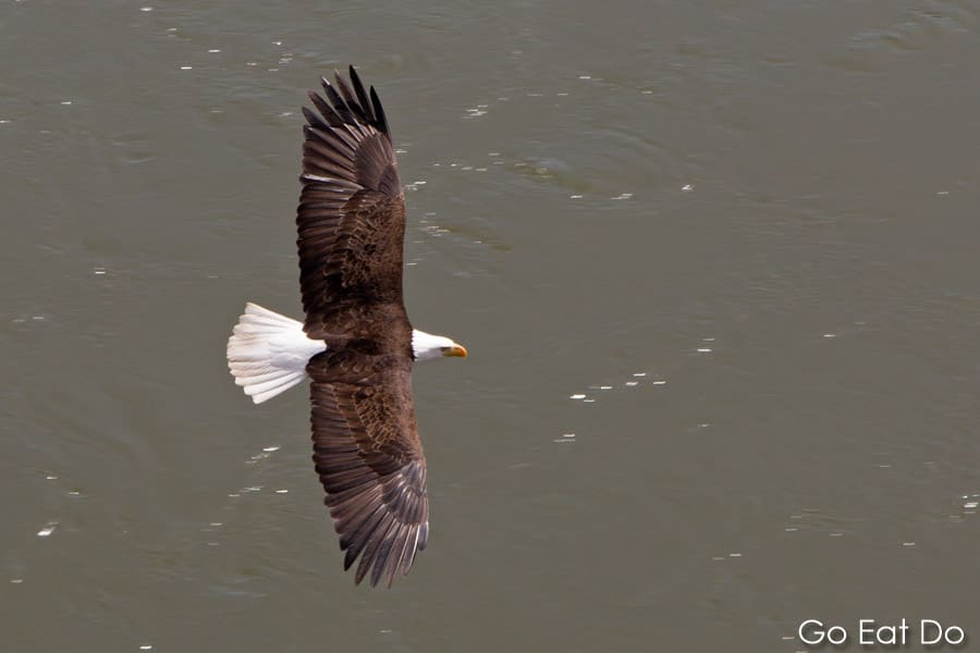 Bald eagle gliding above the Fraser River in British Columbia, Canada, seen from the Rocky Mountaineer luxury train