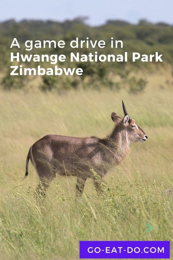 Pinterest pin for Go Eat Do's blog post about a game drive in Hwange National Park, Zimbabwe.