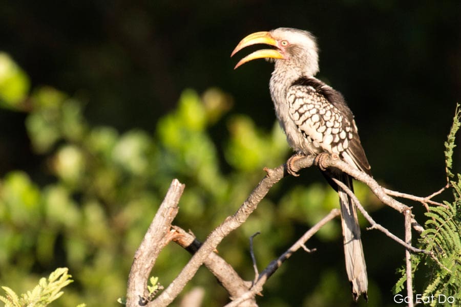 Southern yellow-billed hornbill seen on a tree during a game drive in Hwange National Park, Zimbabwe.