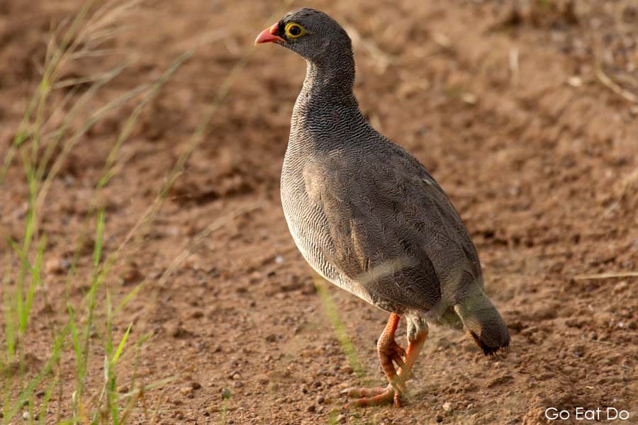 Red-billed Francolin, known as the red-billed spurfowl, see during an African game drive.