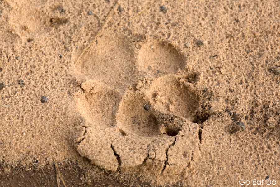 Pugmark of a big cat on a sandy track, seen during a game drive in Zimbabwe.