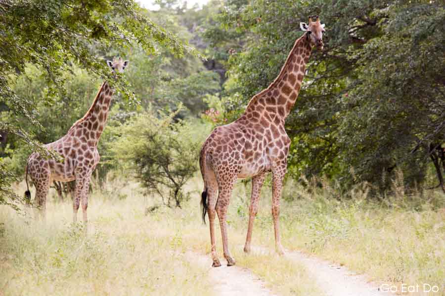 Two giraffes in the African bush in Zimbabwe's Hwange National Park