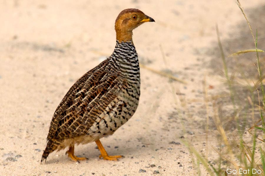 A grey francolin, a bird with a red head, on a track in Hwange National Park.