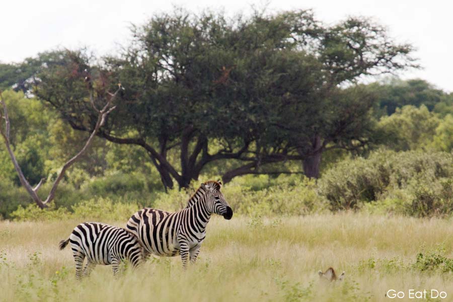 Zebras in the bush at Hwange National Park, Zimbabwe