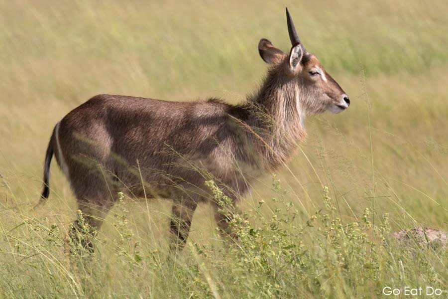 Male waterbuck, an African antelope species, in grassland at Hwange National Park in Zimbabwe.