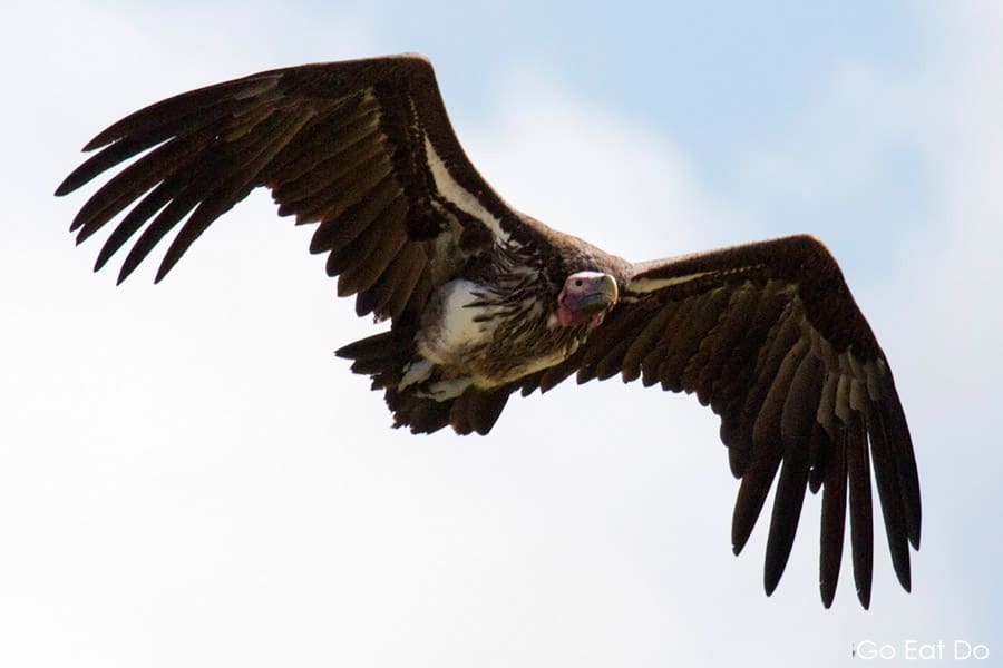 Lappet-faced vulture flying in Hwange National Park, Zimbabwe