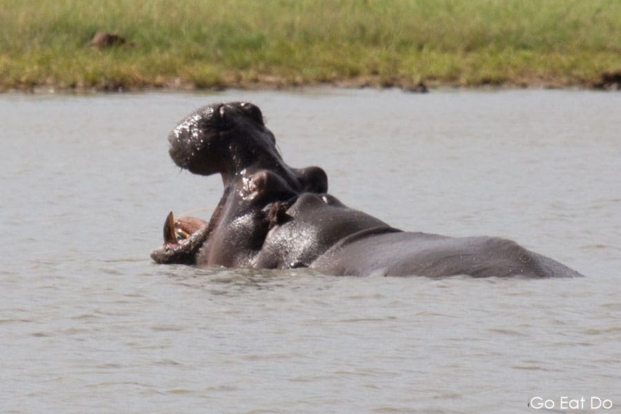 A hippo or hippopotamus yawning in Hwange's Nyamandhlovu Pan waterhole and seen during a game drive in Zimbabwe.