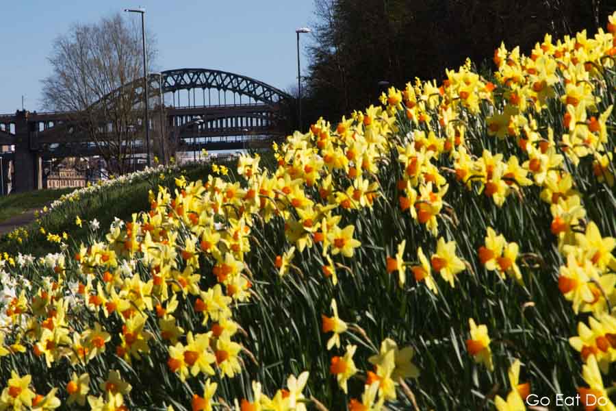 Daffodils blooming on Tyneside alongside the Keelman's Way in Gateshead, ahead of the Tyne Bridge that leads to Newcastle