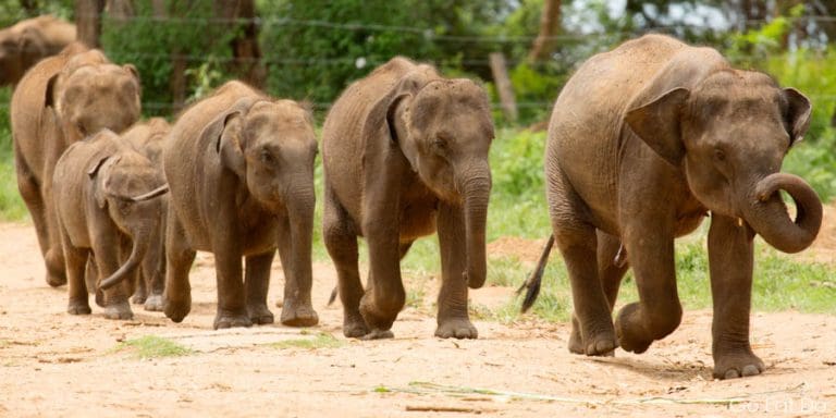 Parade of elephants at the Udwawalawe Elephant Transit Home at ...