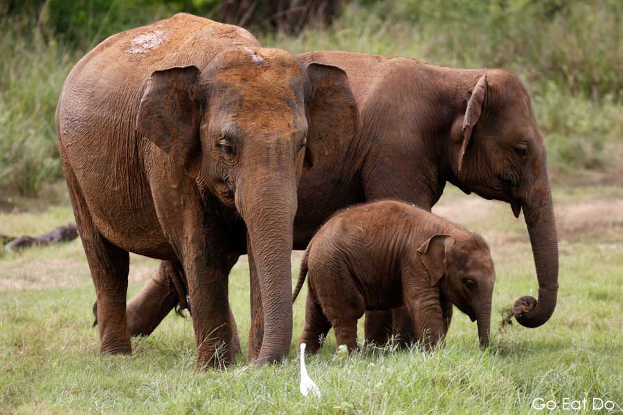 Elephants protecting their young at Minneriya National Park in Sri Lanka