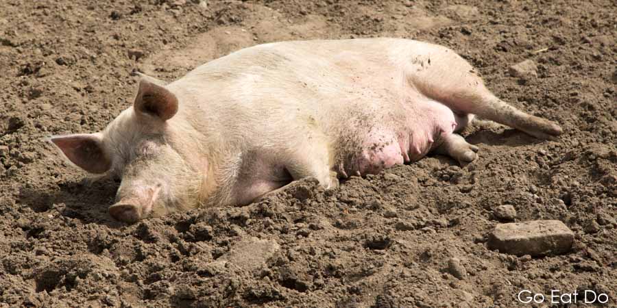 A sow lies down in a field at the Livar pig farm at Lilbosch Abbey at Echt in the Netherlands
