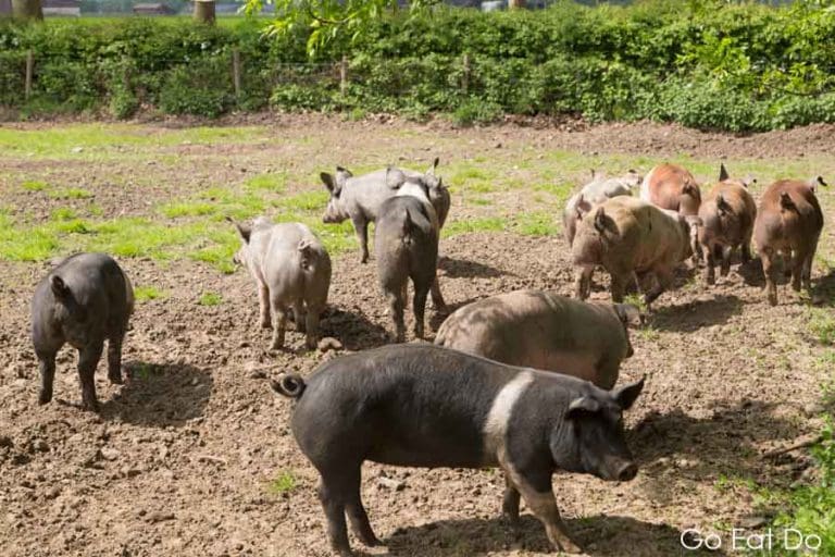 Pigs in a field at the Livar farm at Lilbosch Abbey at Echt in the ...