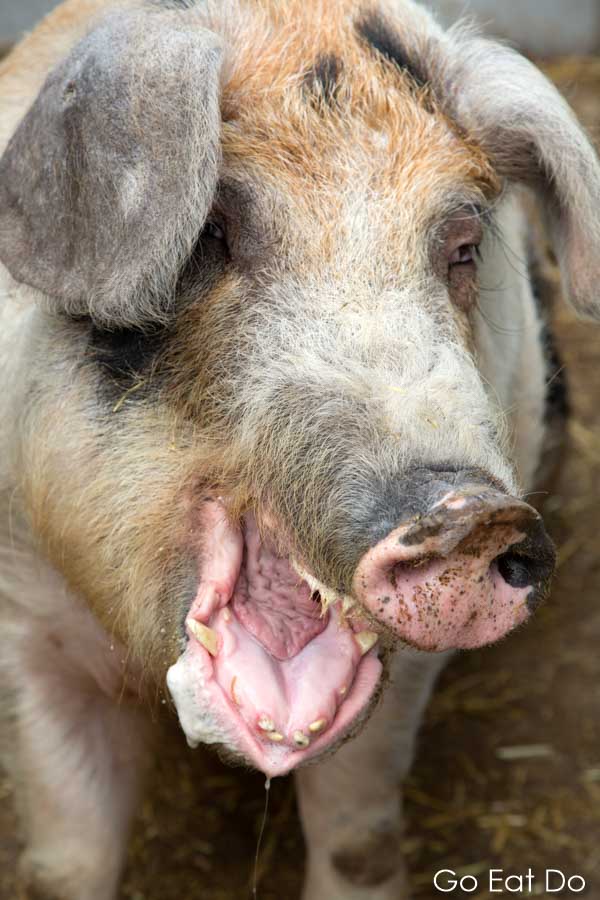 Frenske the boar slobbering on the Livar farm at Lilbosch Abbey at Echt in the Netherlands