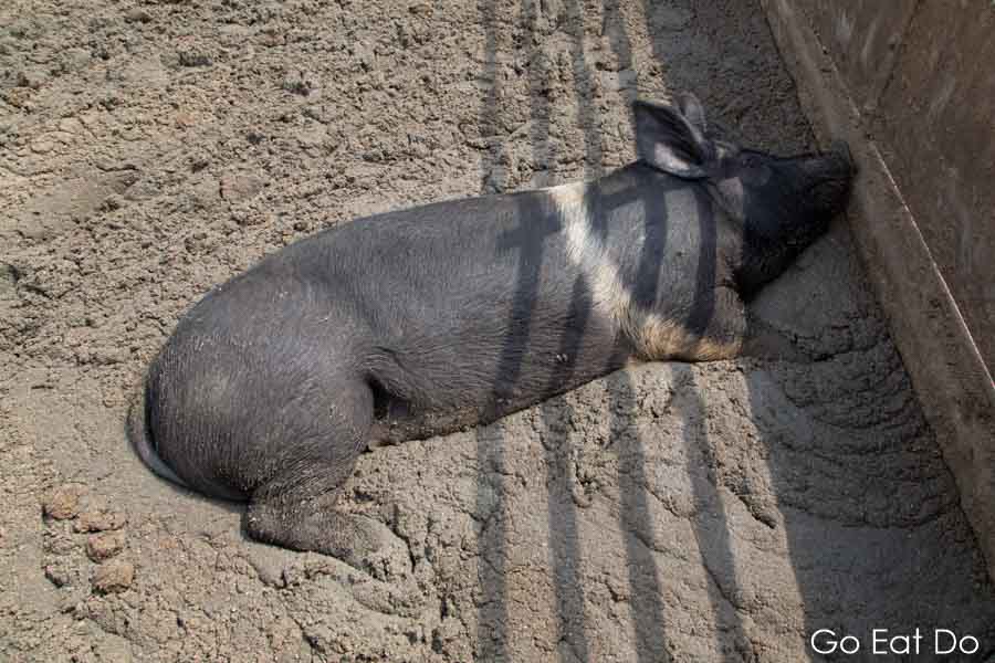 A pig wallows in mud at a sty at the Livar farm at Lilbosch Abbey in Echt in the Netherlands
