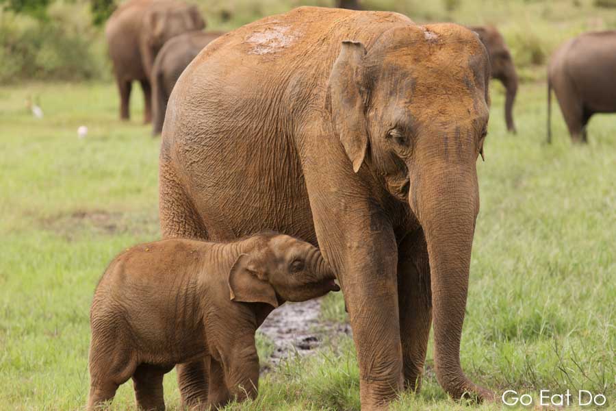 Asian elephant calf drinking milk from its mother at Minneriya National Park, Sri Lanka