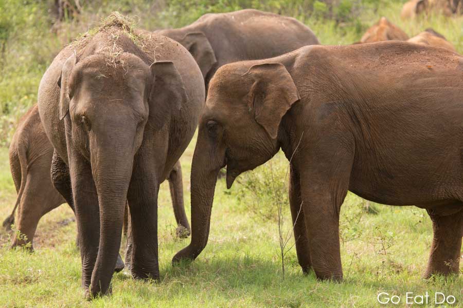 A word in your ear? Asian Elephants feeding in Minneriya National Park, Sri Lanka