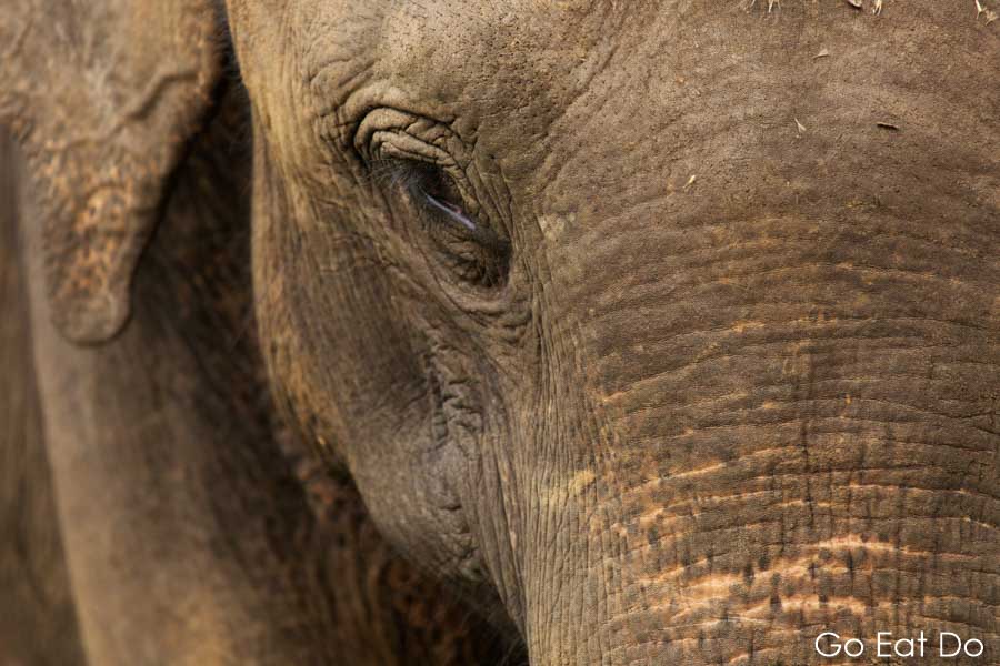 Eye of an Asian elephant at Minneriya National Park in Sri Lanka
