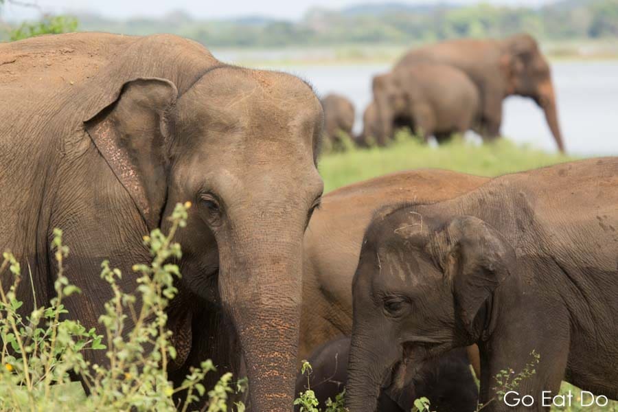 Herd of Asian elephants feeding together at Minneriya National Park in in Sri Lanka
