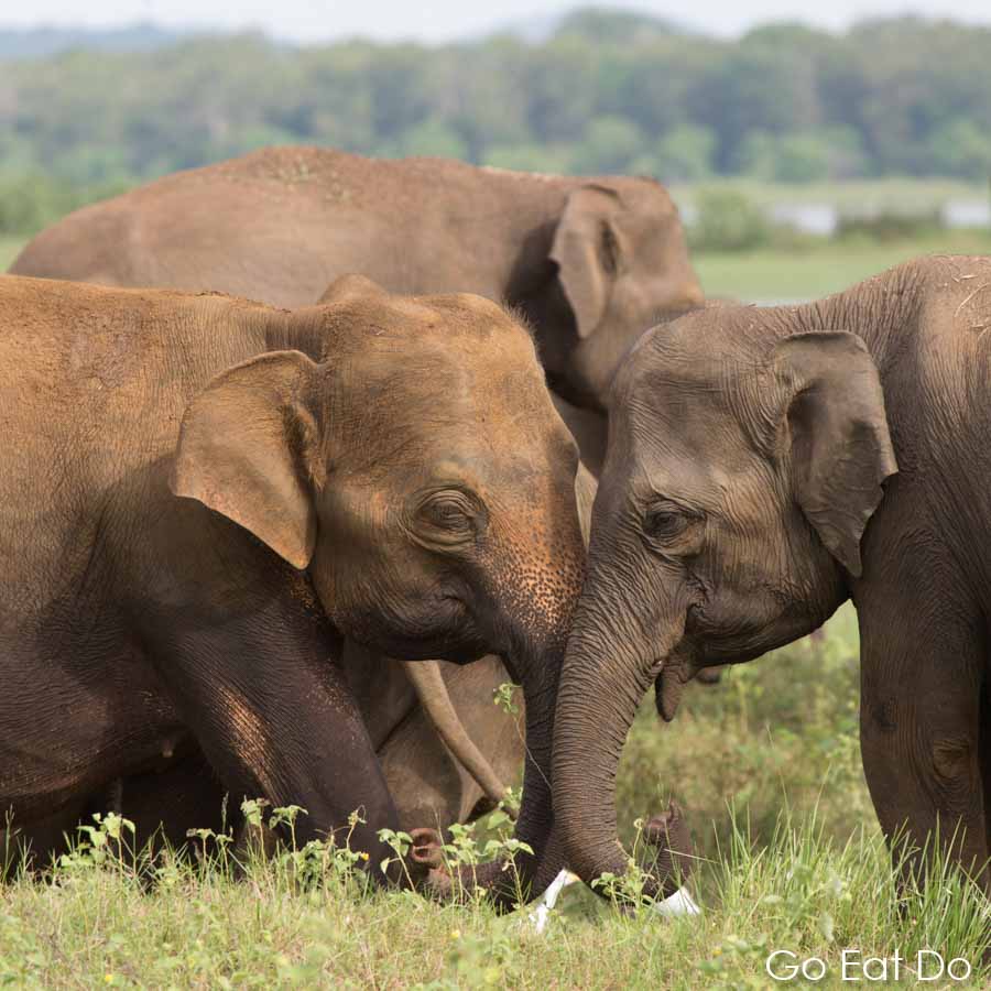 Elephants interact with each other at Minneriya National Park in Sri Lanka