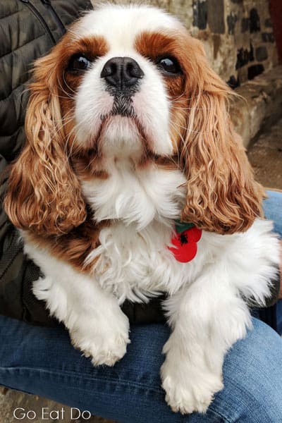 Cute-looking Cavalier King Charles Spaniel puppy wearing a poppy on Remembrance Day.