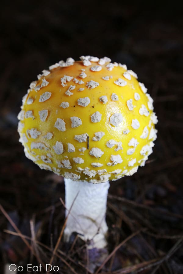 Like open spaces? You can't say there's not mushroom in Kejimkujik National Park.