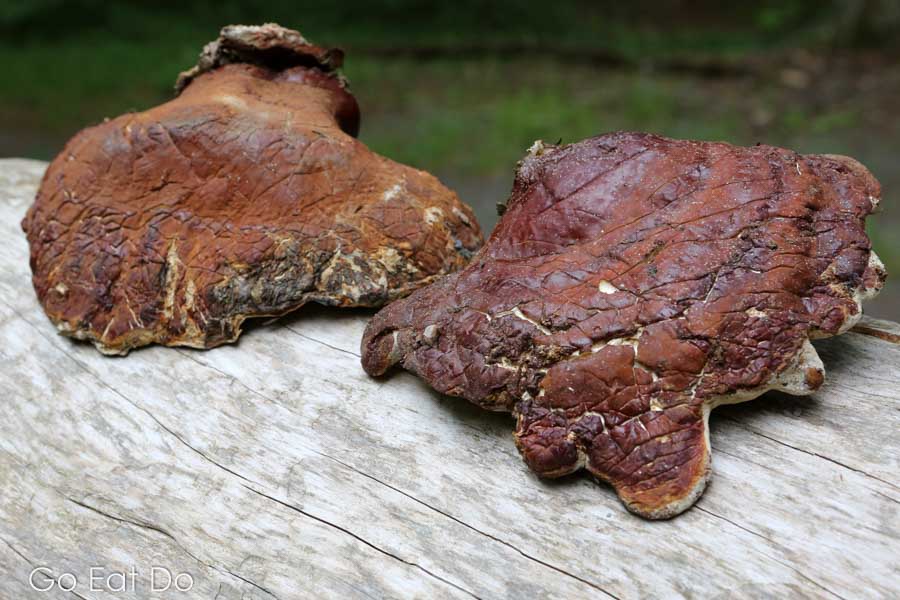 Fungi on a fallen tree in Kejimkujik National Park, Nova Scotia, Canada