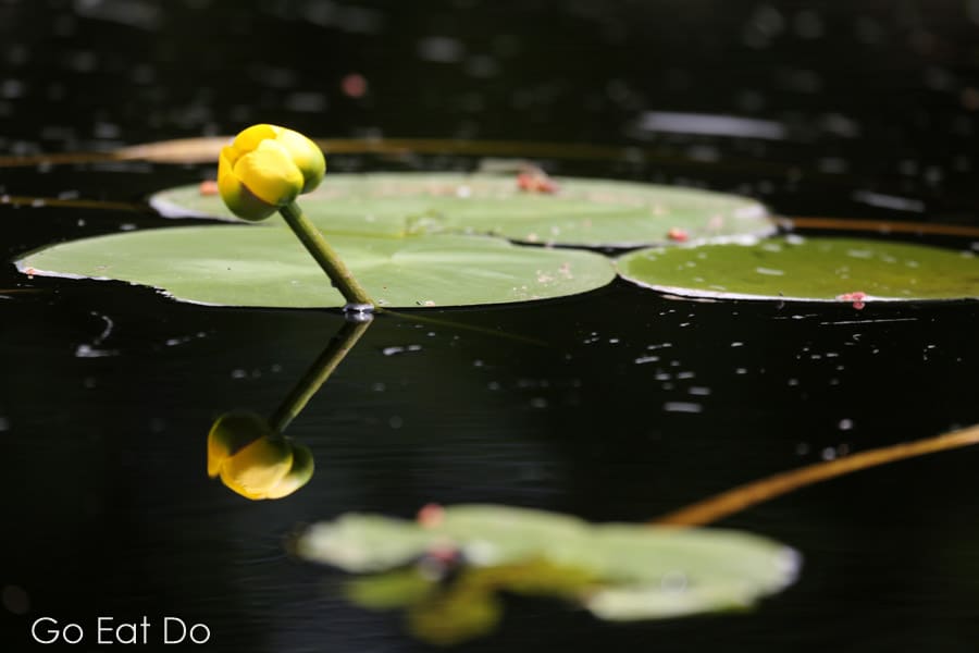 Yellow water lily blooming and reflecting in the water in Kejimkujik National Park in Nova Scotia, Canada