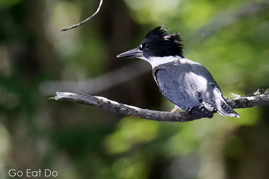 A belted kingfisher perched in a tree.