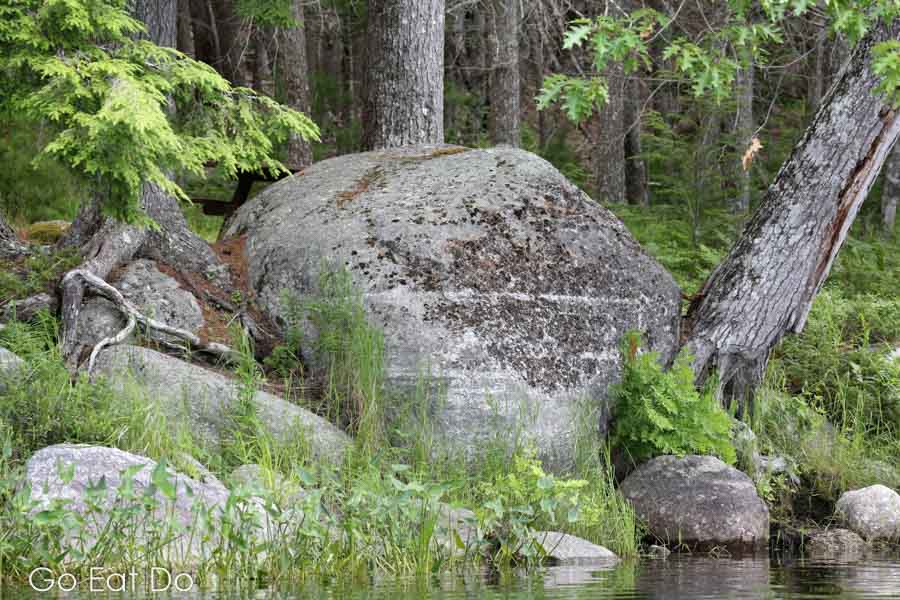 Erratic, a rock dumped in the last ice age in woodland in Kejimkujik National Park in Nova Scotia, Canada