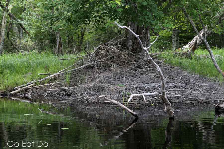 A beaver dam seen from a canoe in Keji.